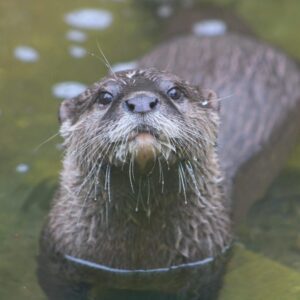 Animal Encounters - Otter