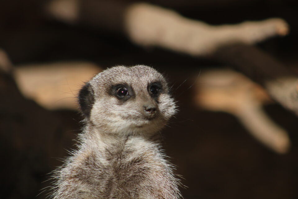 Animal Encounters - Meerkat - Image 2