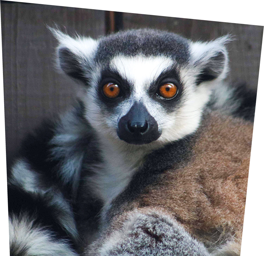 Ringtail Lemur - Animal Planet - Ring-tailed Lemur Transparent PNG -  411x540 - Free Download on NicePNG