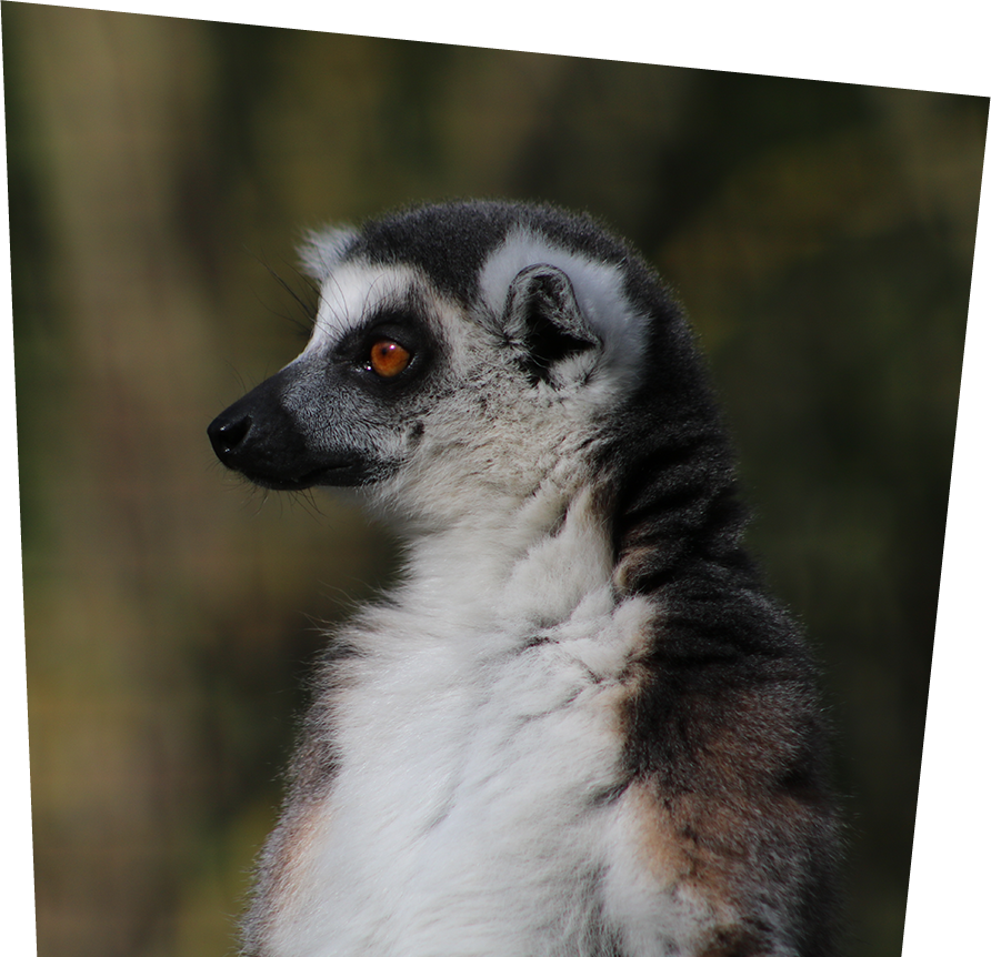 Lemur Tail Transparent File - Ring Tailed Lemur White Background, HD Png  Download - kindpng