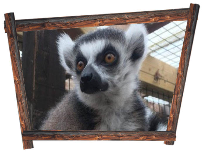 Ponderosa Zoo Animals Play Areas Family day out Heckmondwike