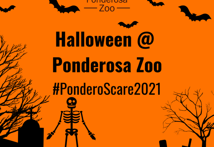 Halloween at Ponderosa Zoo