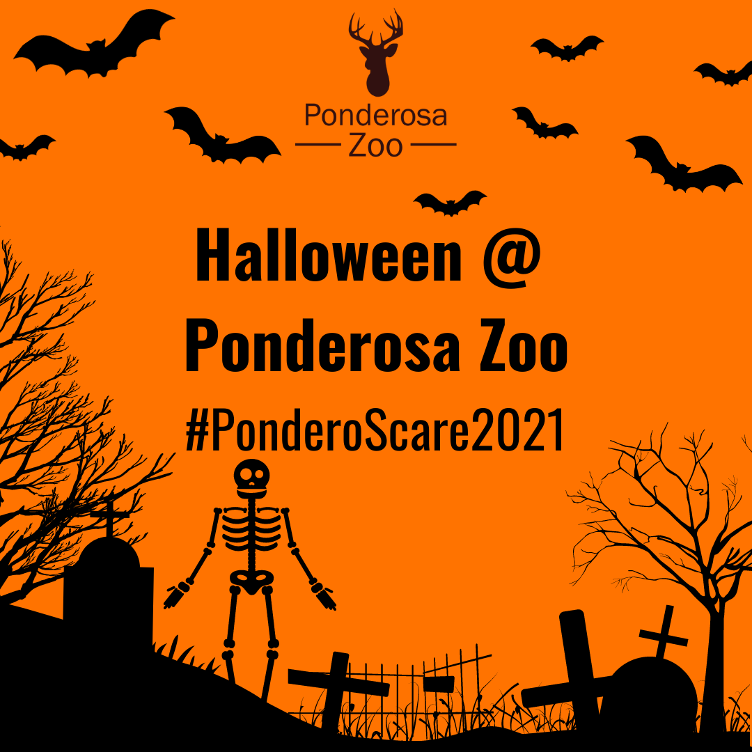 Halloween at Ponderosa Zoo