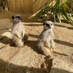 Animal Encounters - Meerkat