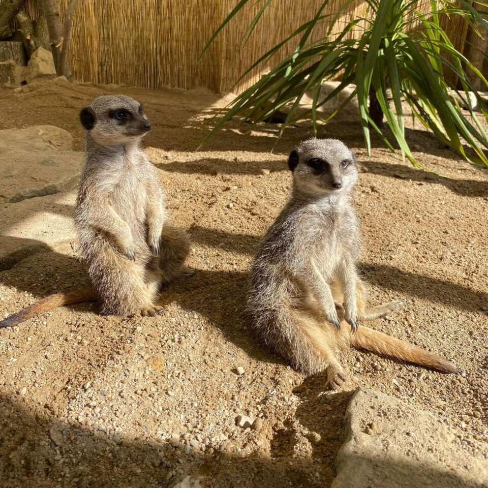 Animal Encounters - Meerkat