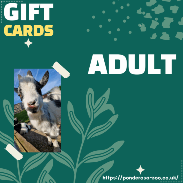 Adult Gift Card