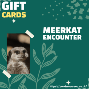 Meerkat Encounter Gift Ticket
