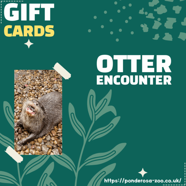 Otter Encounter Gift Ticket