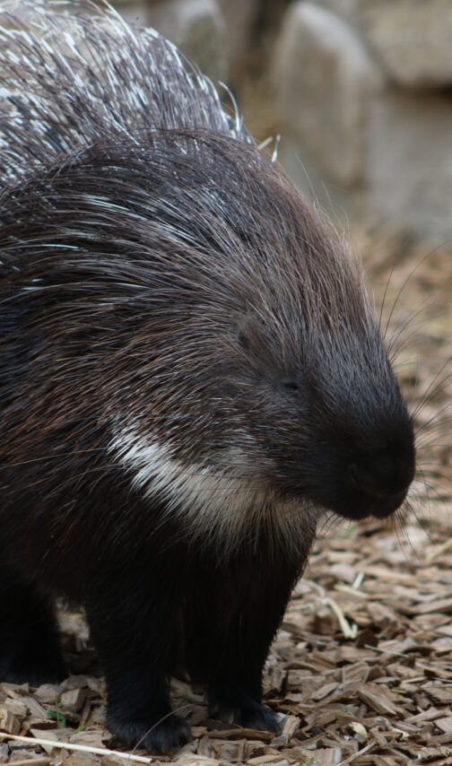 Cape-Porcupine-scaled