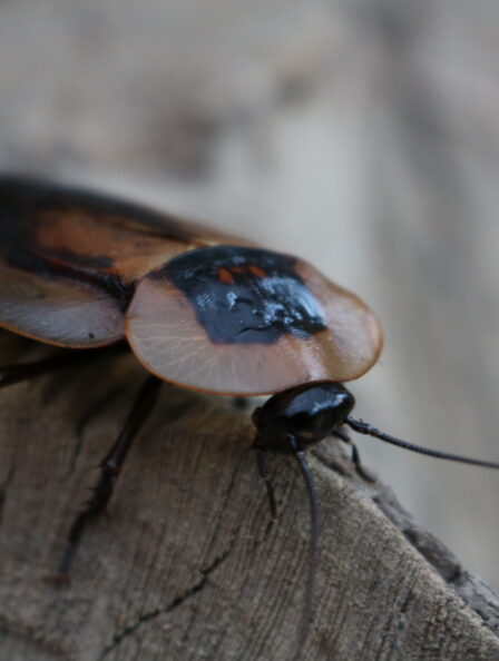 Death-Head-Cockroach-scaled
