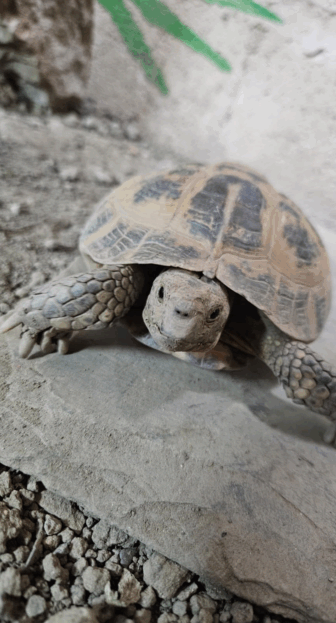 Horsfields Tortoise
