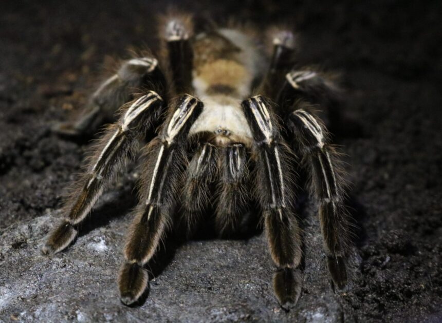 Skeleton Tarantula | Ponderosa Zoo